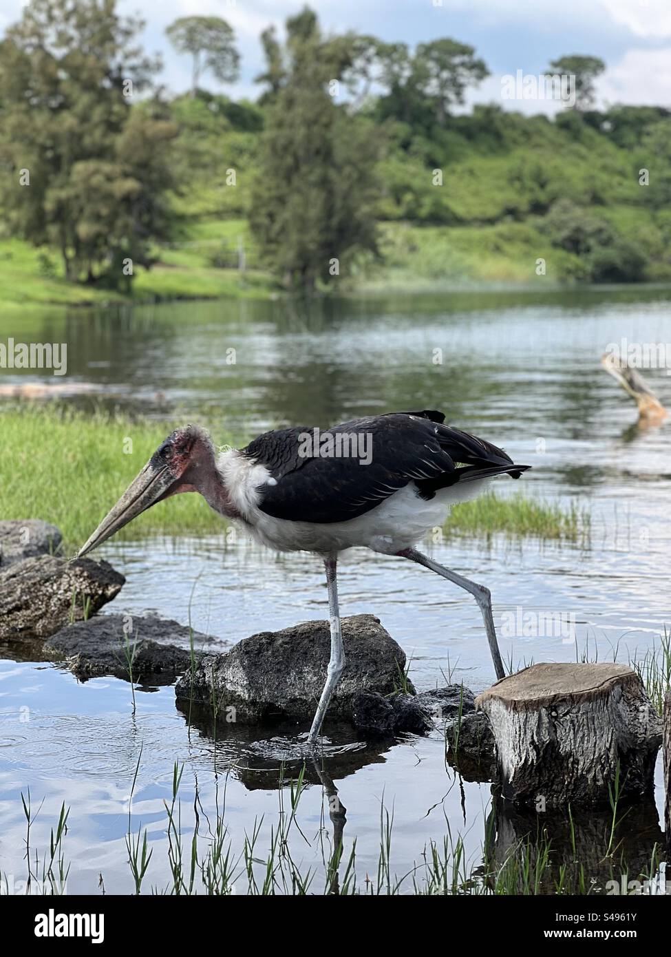 Nice bird on Kivu Lake Stock Photo