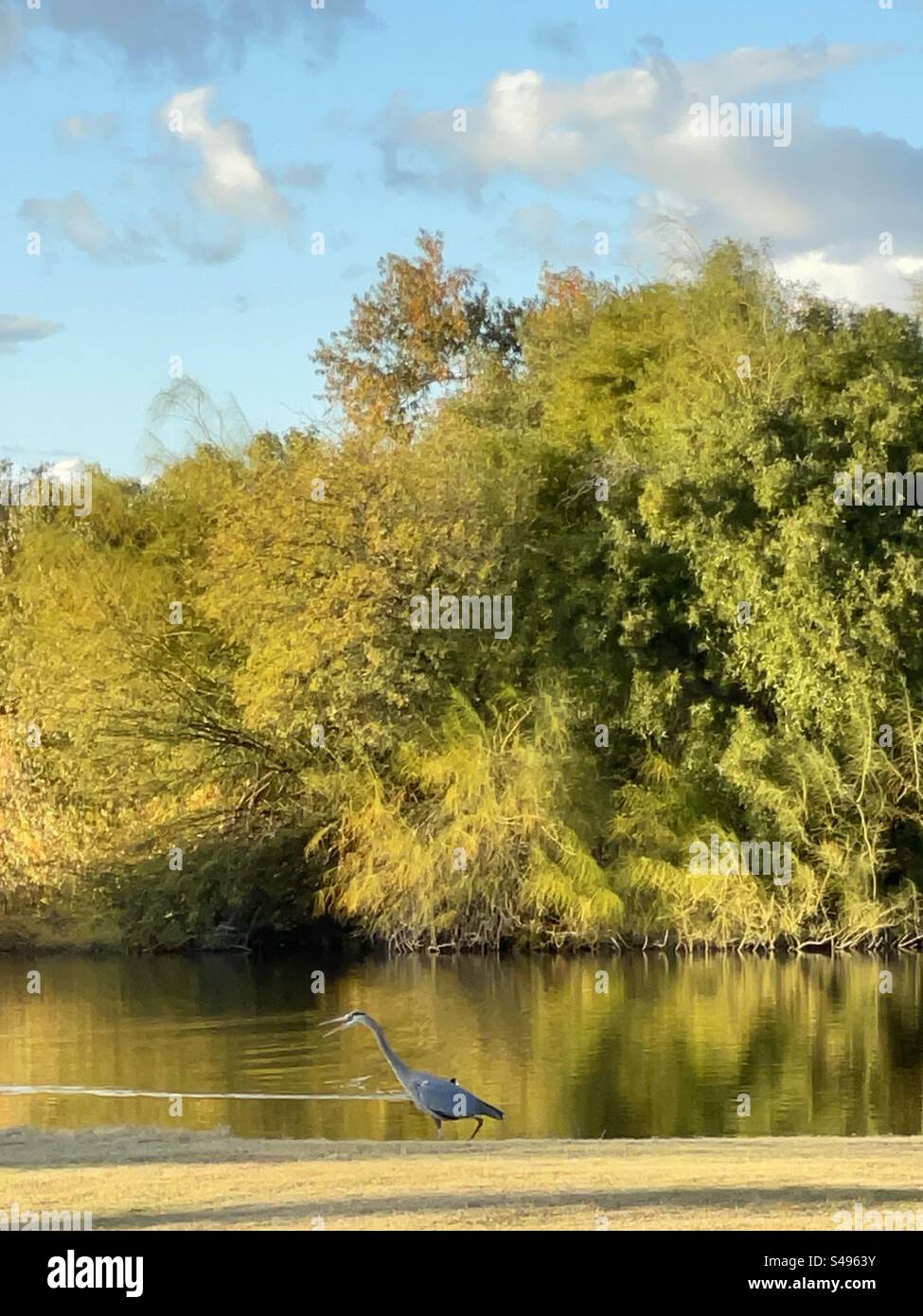 Blue Heron hunting, golden green foliage backdrop, mirror reflections, bright blue sky with dramatic clouds, Scottsdale, Arizona Stock Photo