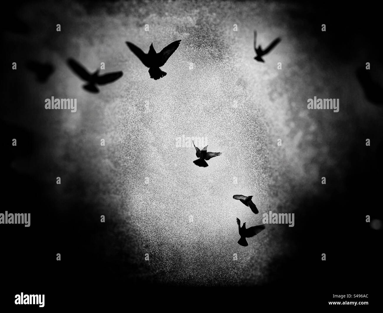 Dramatic image of birds flying in the air - Smartphone Captured Stock Image Dramatic image of birds flying in the air - Smartphone Captured Stock Image