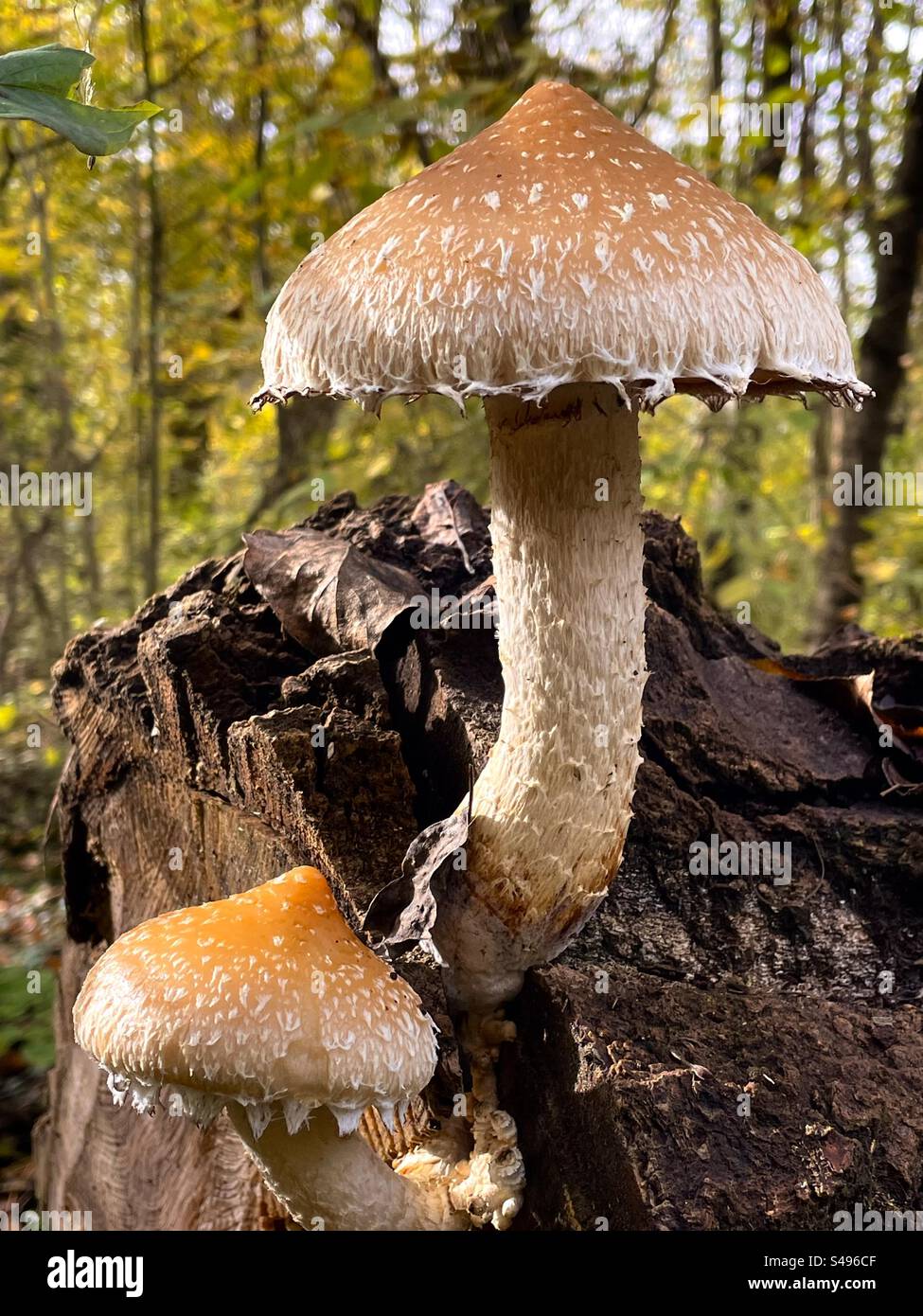 Pholiota populnea mushroom Stock Photo