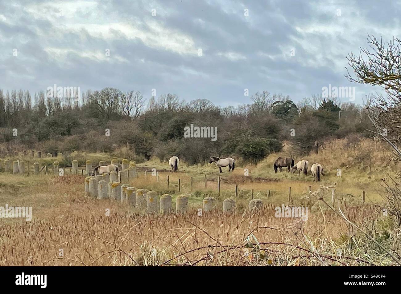 Konik horses grazing at Pegwell Bay Nature Reserve - Smartphone Captured Stock Image
