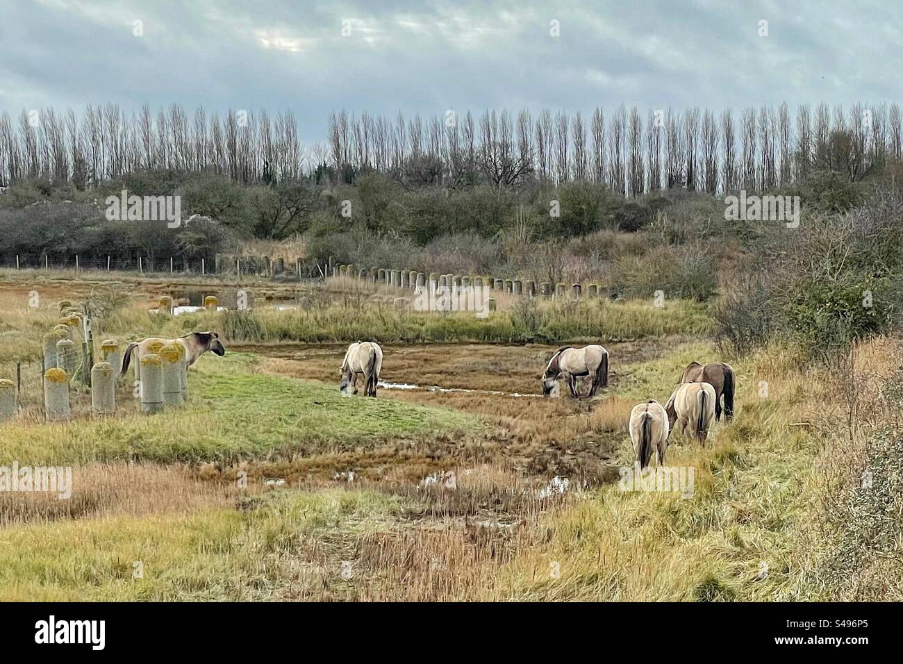 Konik horses grazing - Smartphone Captured Stock Image