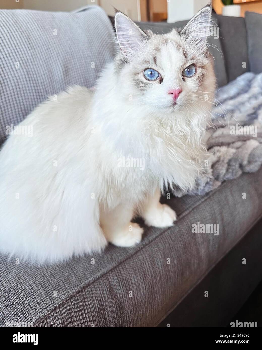 Seal Point Lynx Bicolor Ragdoll Kitten Stock Photo - Alamy