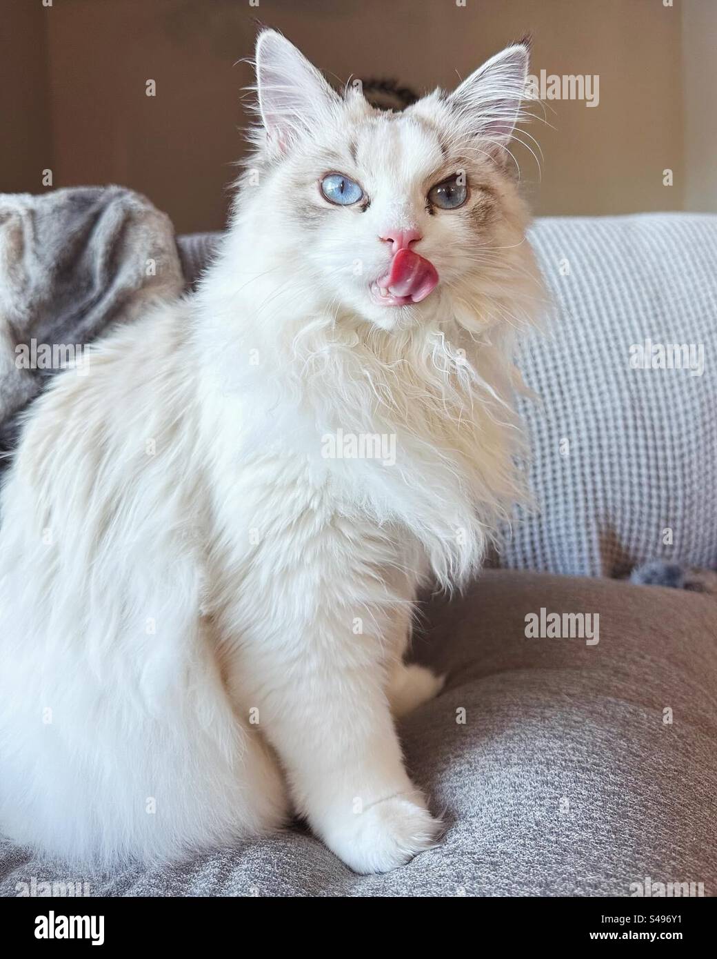 Seal Point Lynx Bicolor Ragdoll Kitten Stock Photo Alamy