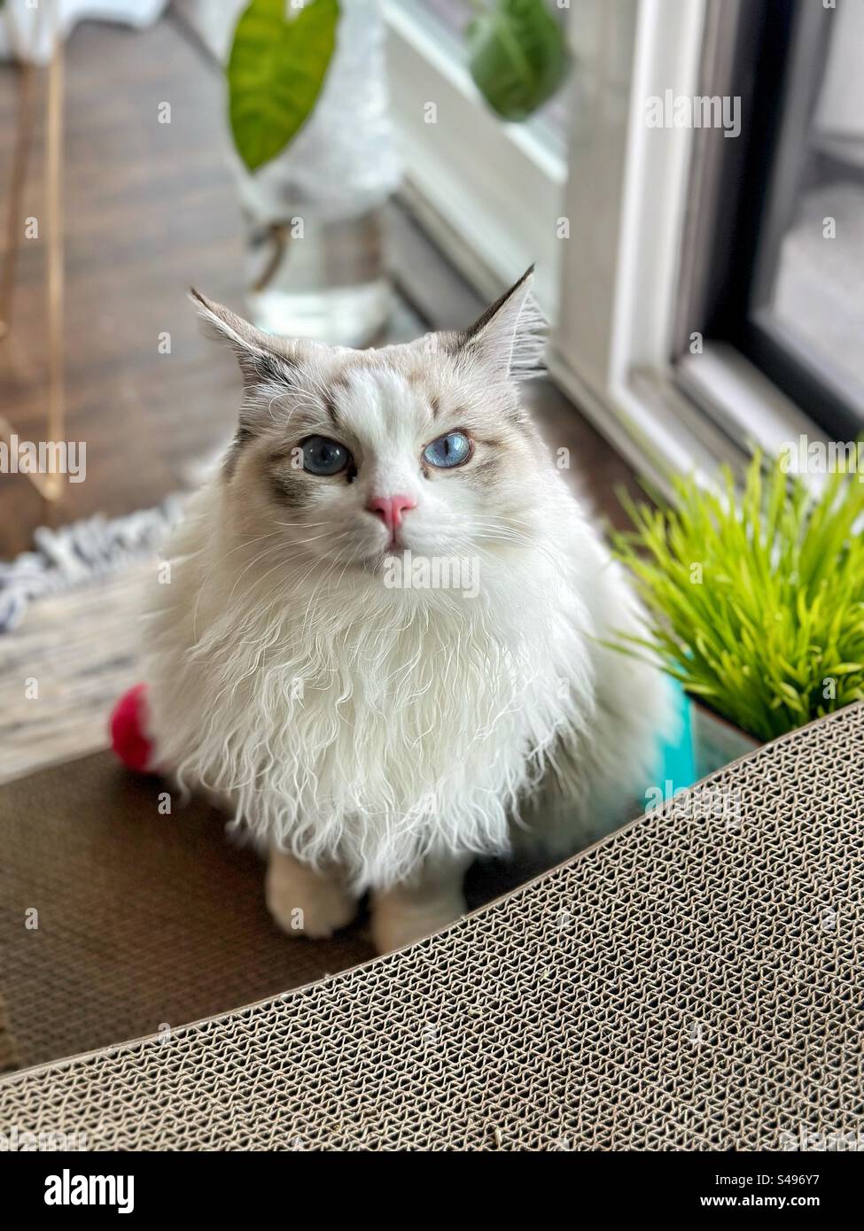 Seal Lynx Bicolor Ragdoll Kitten Stock Photo - Alamy