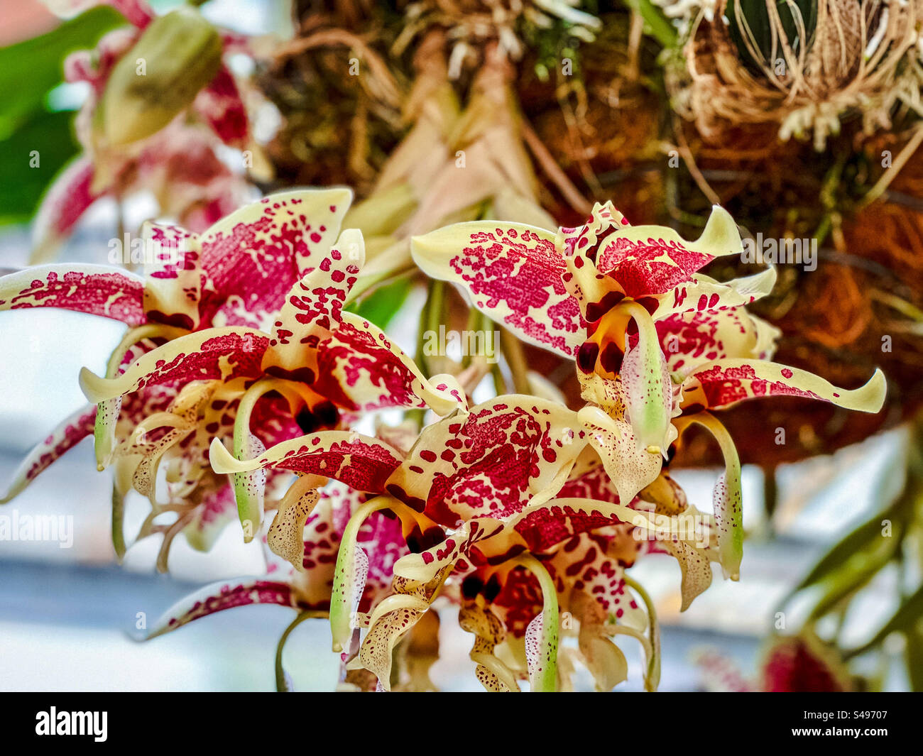 Close-up of the Upside-Down Orchid/ Stanhopea, a native orchid of Central and South America, the orchid flowers grow out of the bottom of the container pots. Stock Photo
