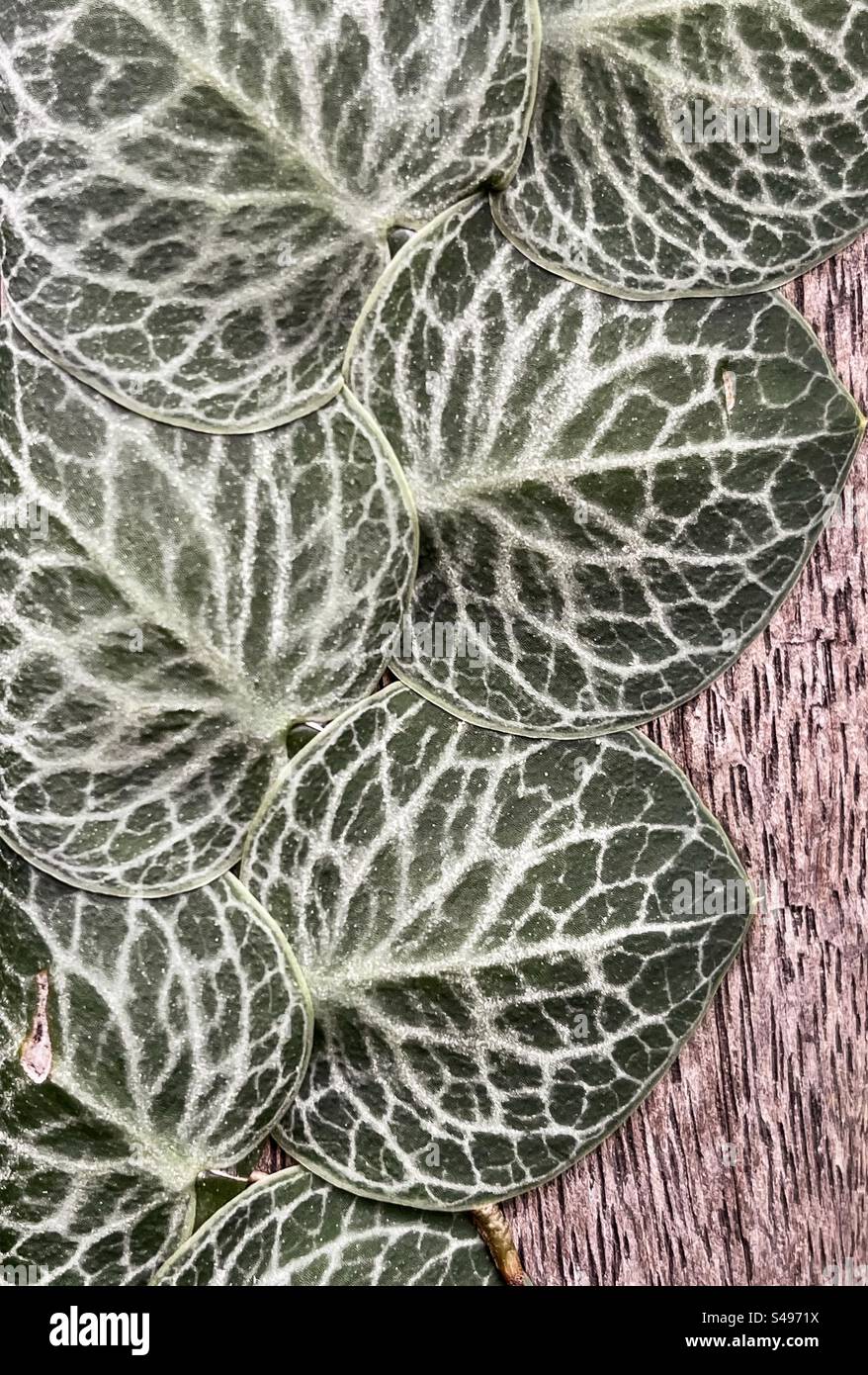 Monstera dubia/shingle plant, a native of Central and South America, a creeping vine growing on a wooden plank with the leaves lying flat, a unique feature of this plant. - Smartphone Captured Stock Image