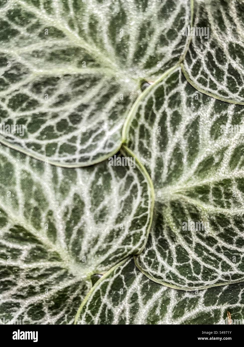 Close-up of leaves of Monstera dubia/ shingle plant showing the venation pattern. Full frame. Backgrounds. Creeping vine, a native of Central and South America. - Smartphone Captured Stock Image