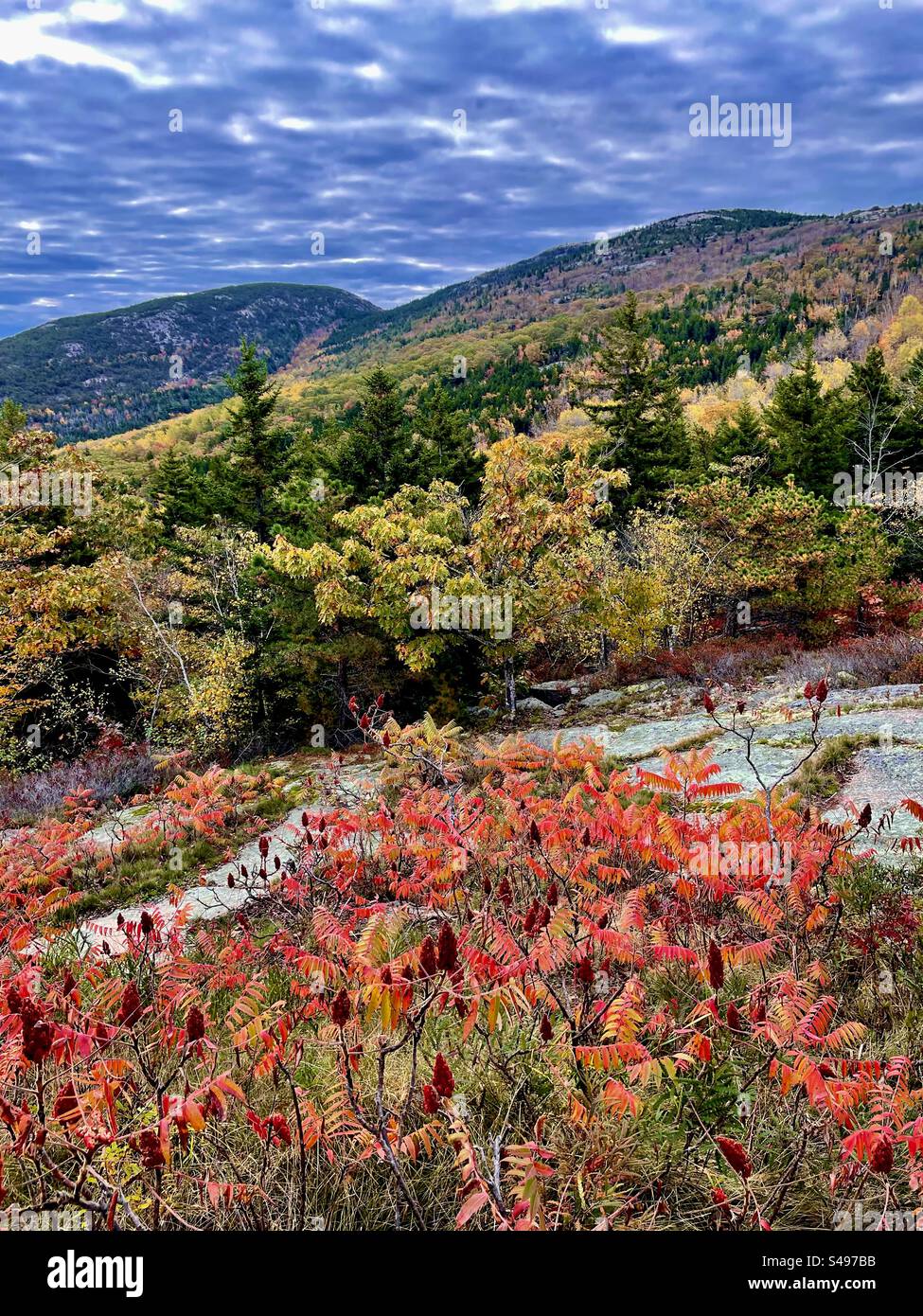 Acadia National Park fall foliage Stock Photo Alamy