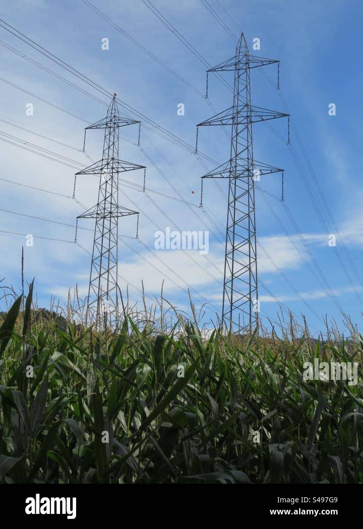 Cornfield! Switzerland! - Smartphone Captured Stock Image