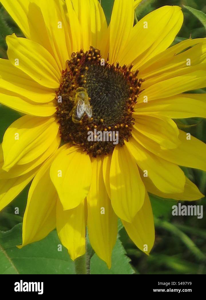 Bee on a Sunflower! Stock Photo