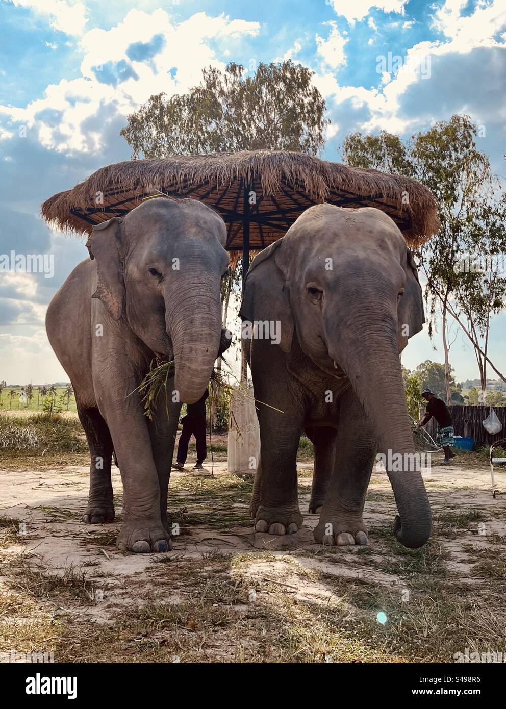 Pair of lovely elephants at a sanctuary in Thailand - Smartphone Captured Stock Image