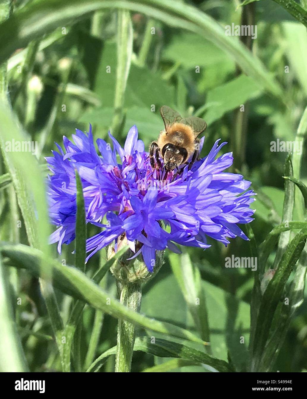 Pszczoła kwiatek trawa owad Stock Photo