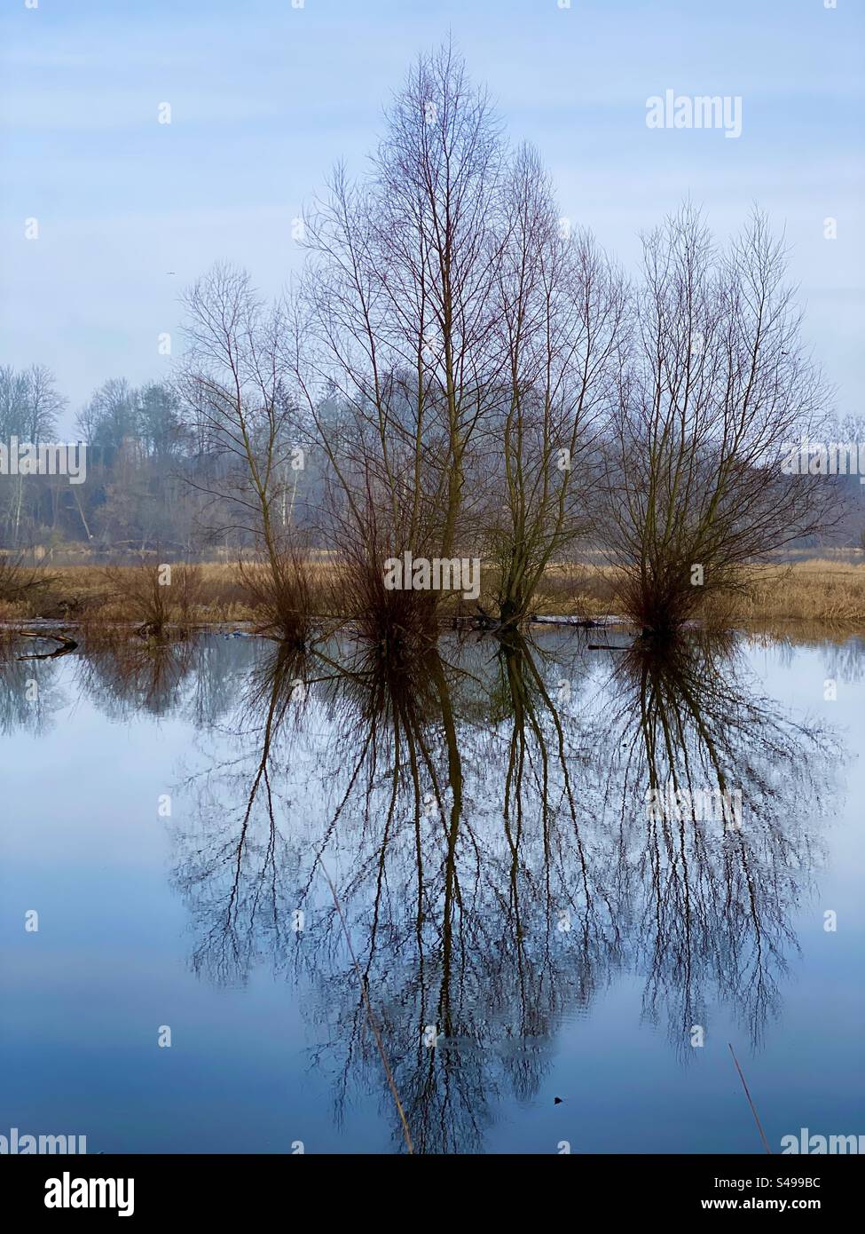 Landscape with a river and trees - Smartphone Captured Stock Image