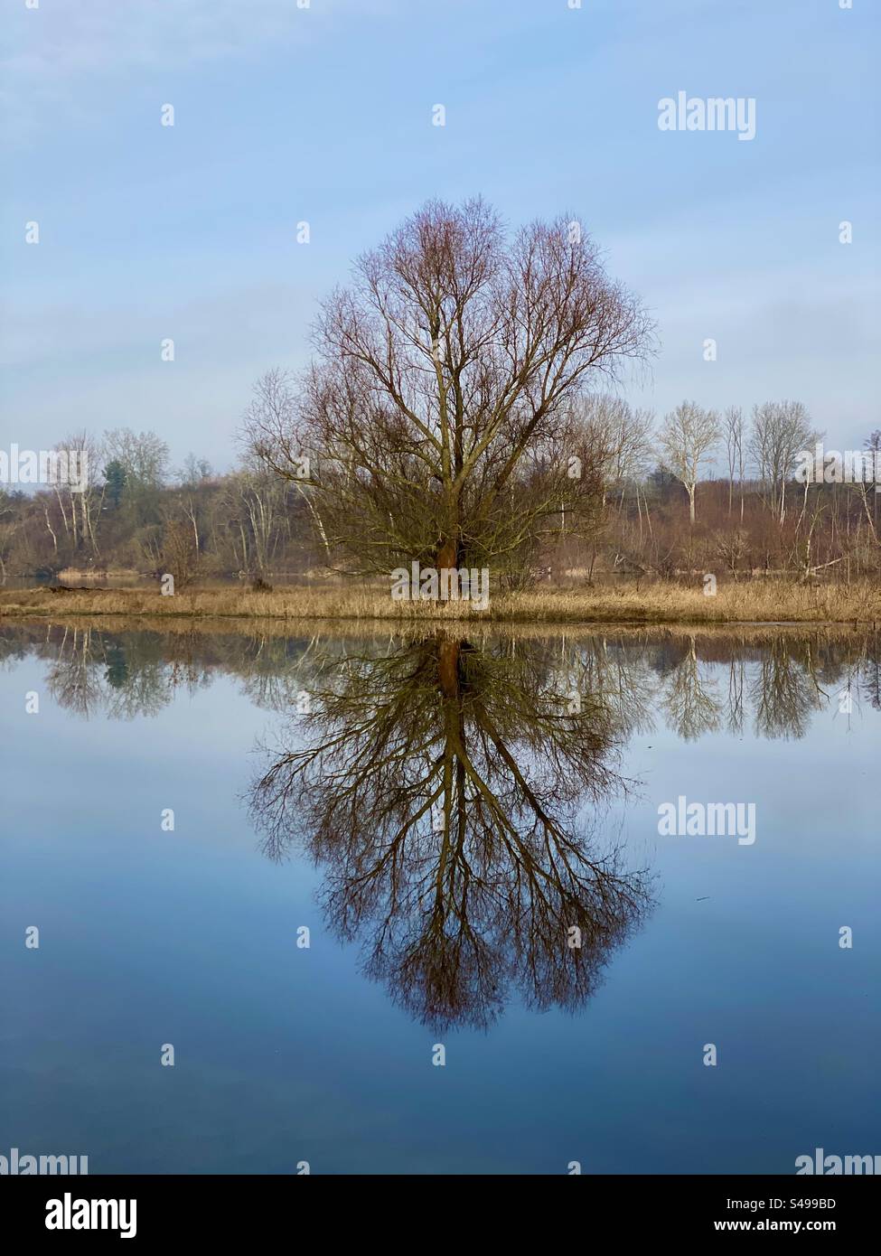 Landscape with a river and trees. Reflection of a tree in the water mirror - Smartphone Captured Stock Image