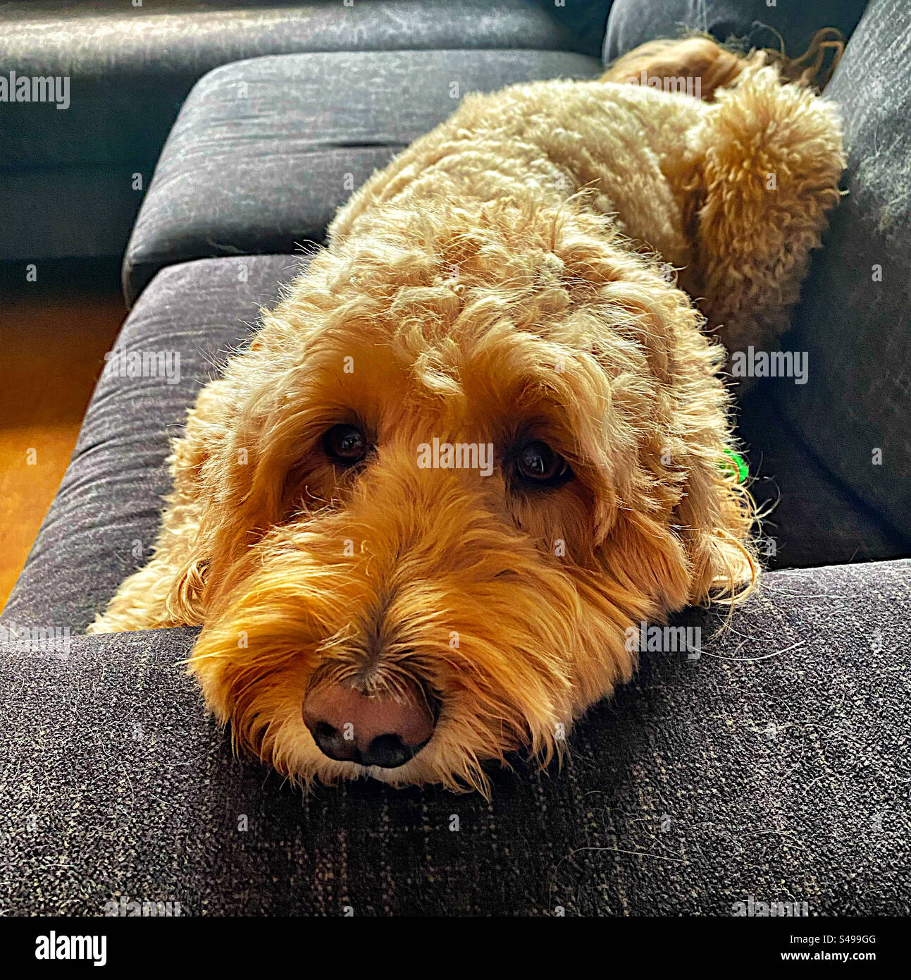 Sleepy golden doodle - Smartphone Captured Stock Image
