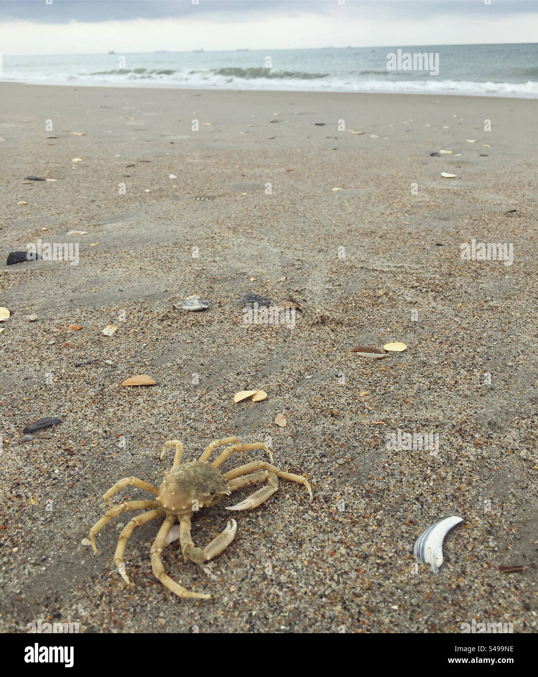 Small crab on beach during overcast summer day. Crabby concept. Low angle view beach background with ocean wave. - Smartphone Captured Stock Image
