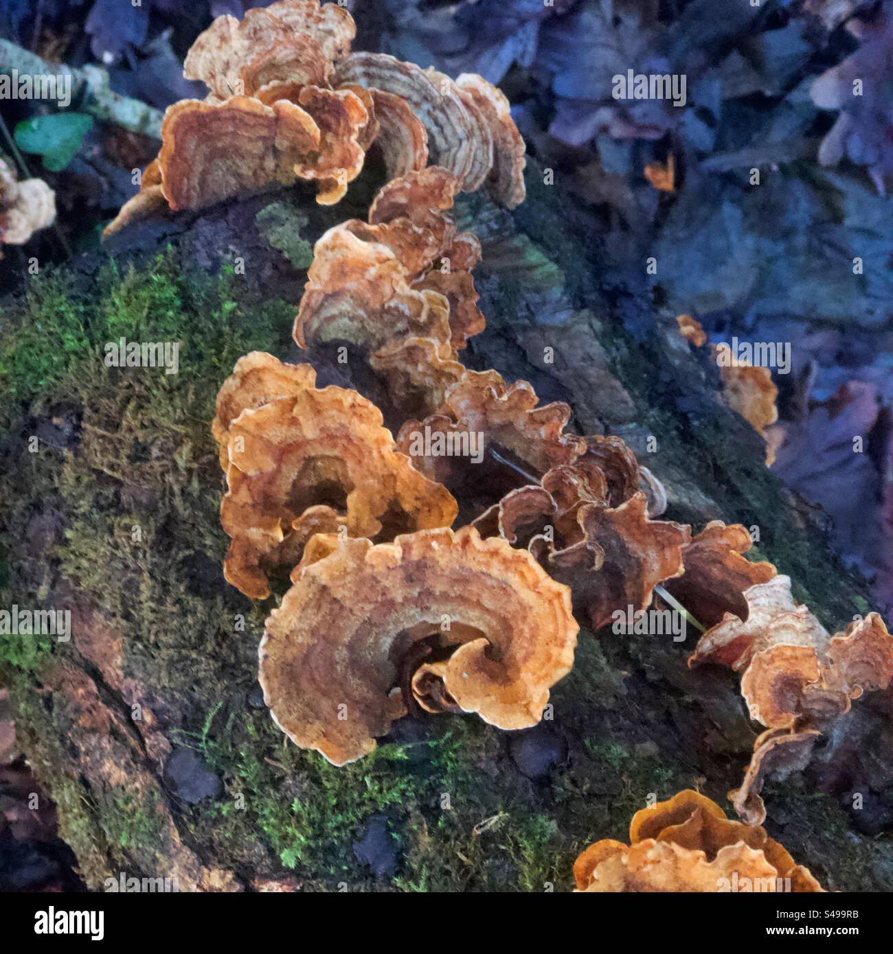 Bracket Fungus on dead rotting branch Uk Wales, Stock Photo