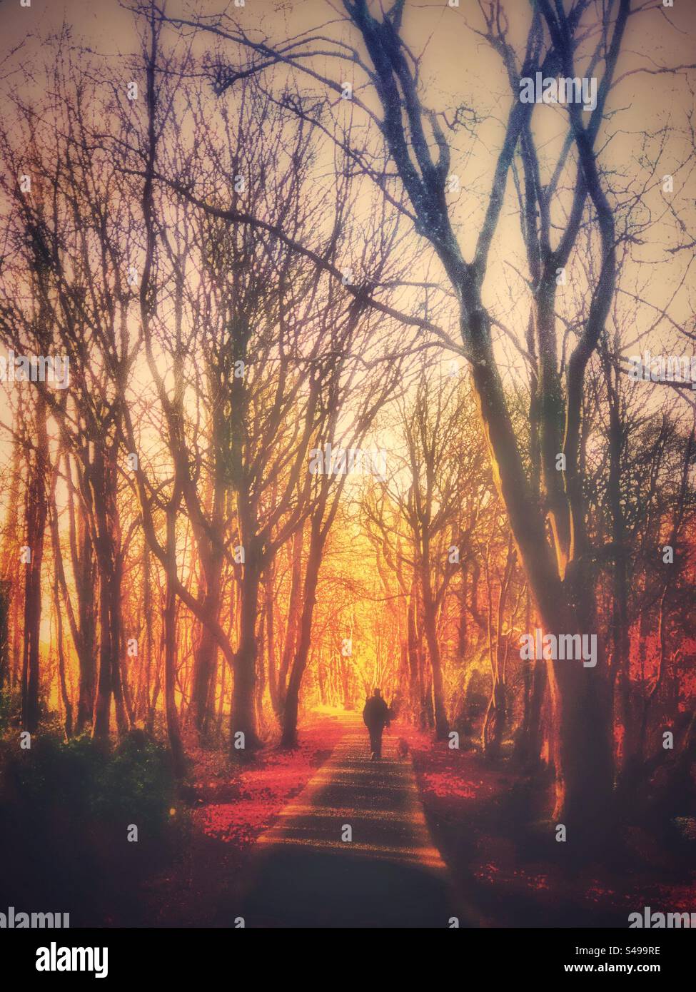 Man walking dog early morning New Years Day on North Wales cycle path part of National Cycle Network. - Smartphone Captured Stock Image