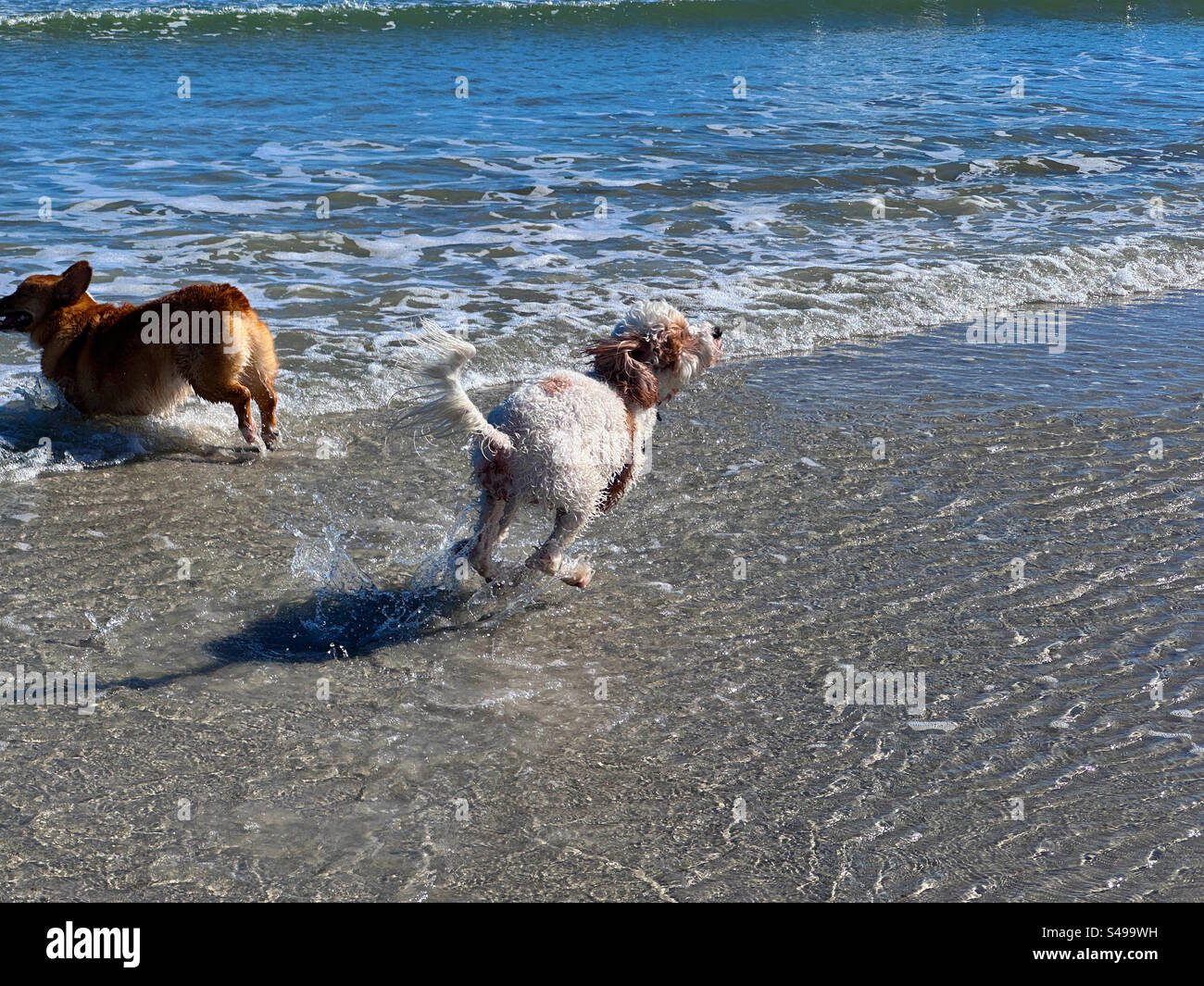 Two dogs playing in the water at Jacksonville Beach, Florida, USA. Stock Photo