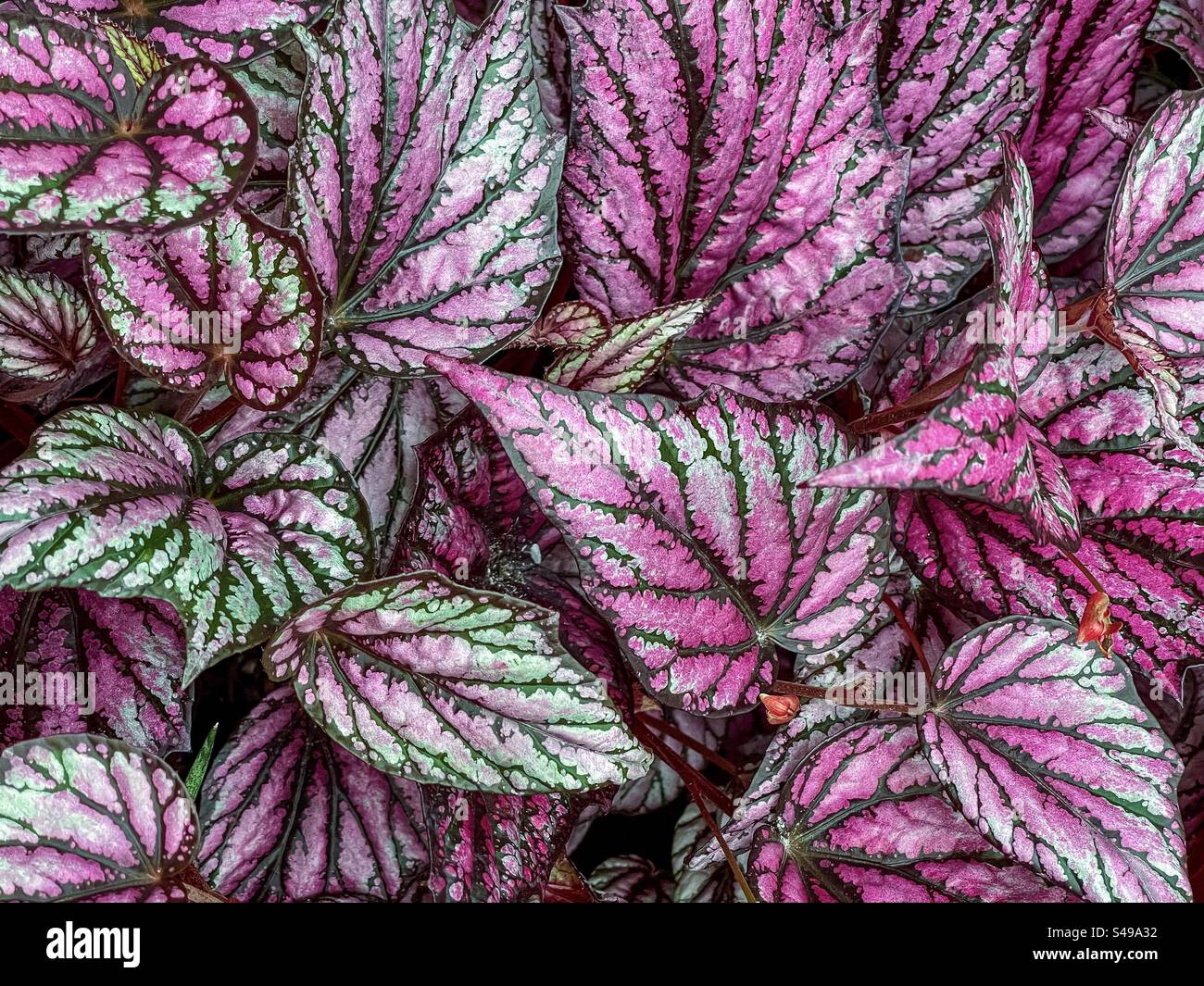 Full frame close-up of the large, colorful leaves of Rex begonia/Painted-Leaf begonia plant. Backgrounds. Natural pattern. - Smartphone Captured Stock Image