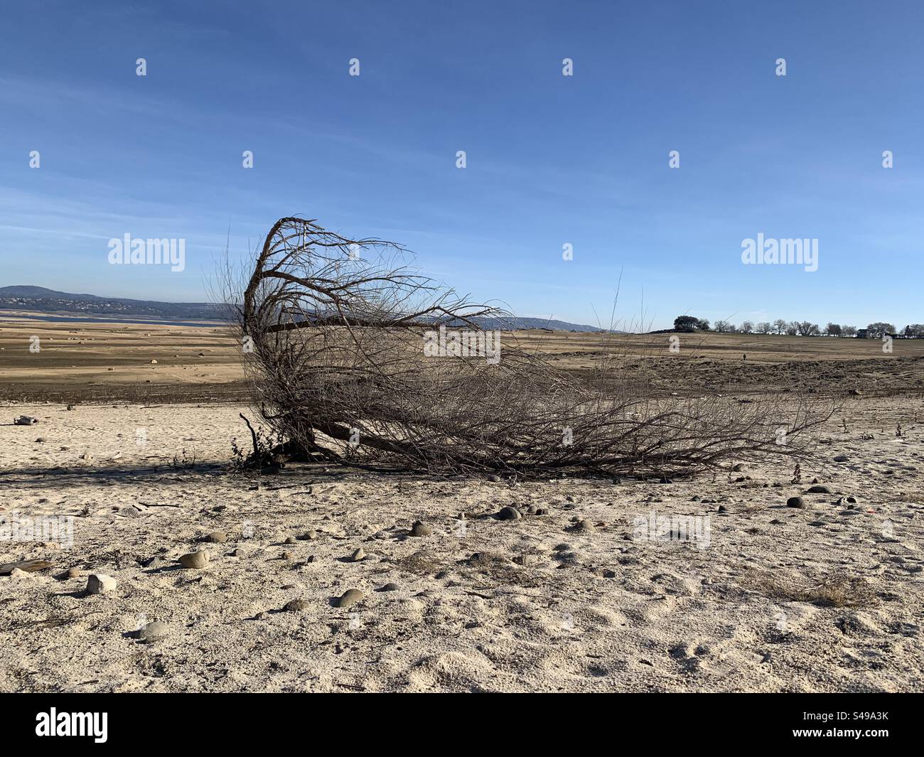 Tree skeleton during drought Stock Photo