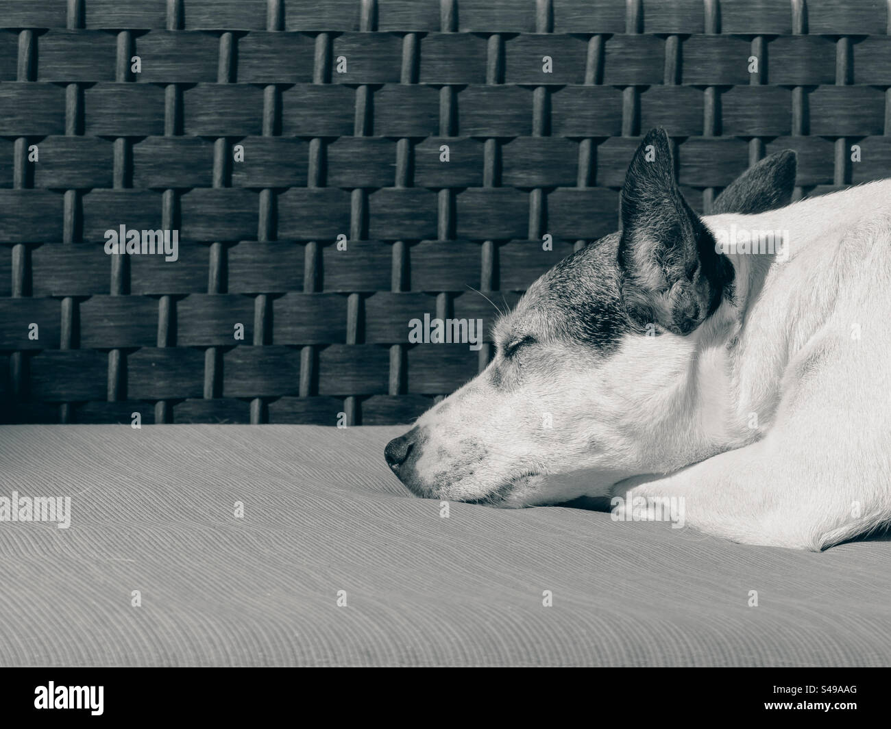 Close up low angle view of a Jack Russell Terrier dog sleeping outside on outdoor furniture in the sun - Smartphone Captured Stock Image
