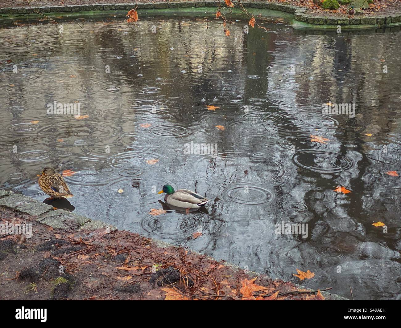 Ducks swimming under the rain with autumn leaves in a pond in Karlovy Vary, Czech Republic. - Smartphone Captured Stock Image