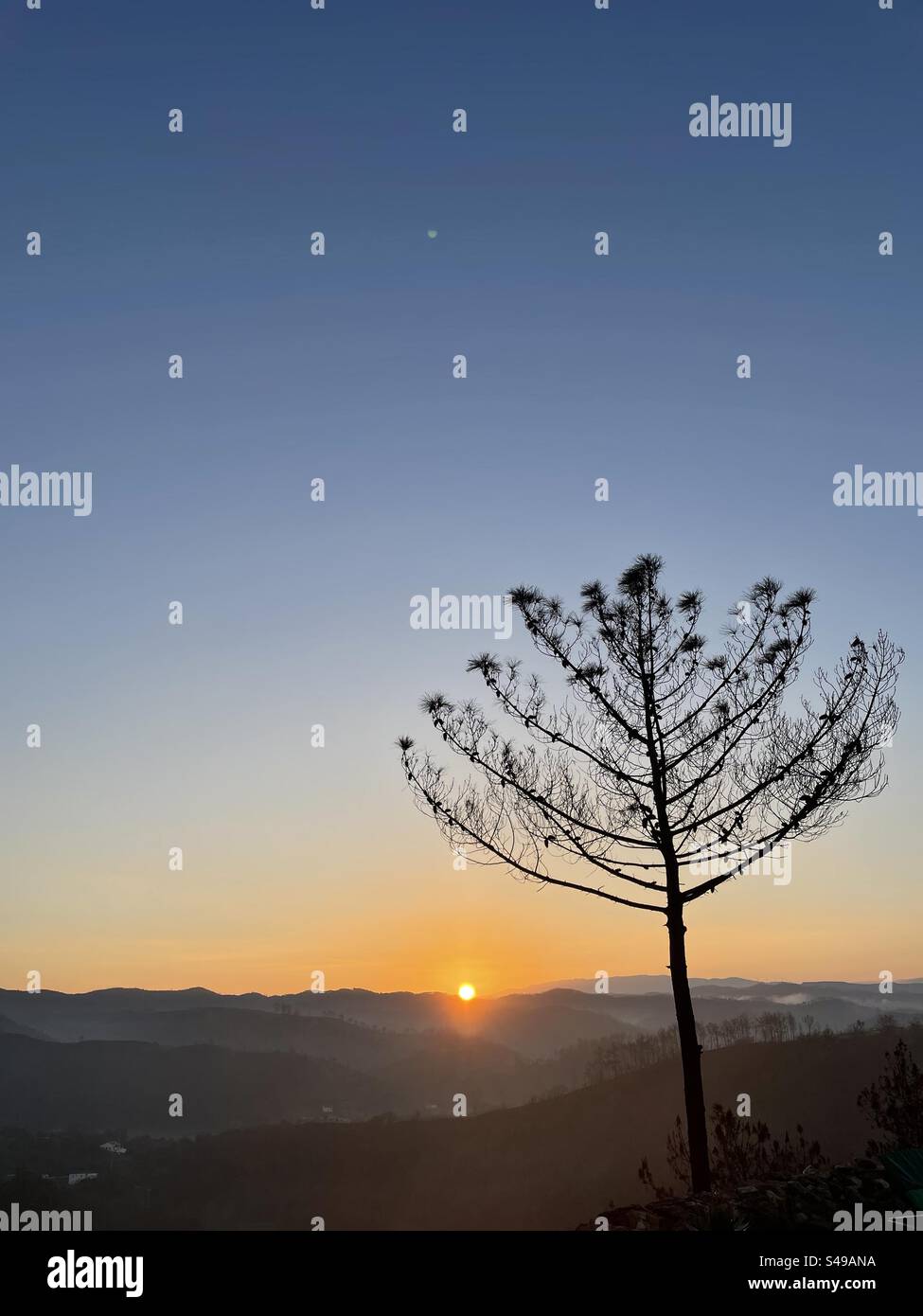 Pine tree in the hills of the Algarve during sunset - Smartphone Captured Stock Image