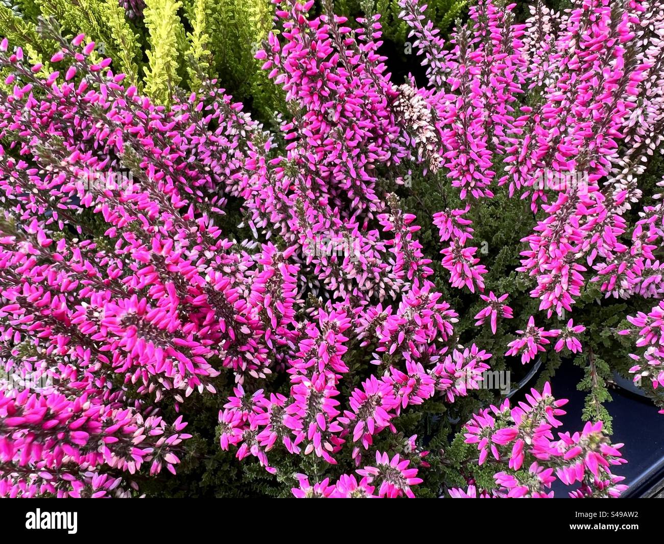 Pink  Heathers - Smartphone Captured Stock Image
