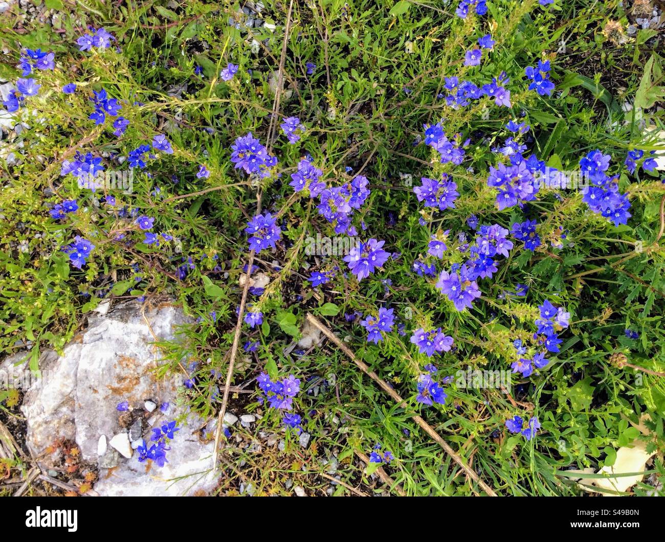 Bunch of beautiful blooming vibrant blue color Campanula Bellflowers growing among bright green leaves with one sandstone on the side on a sunny day, view from above - Smartphone Captured Stock Image