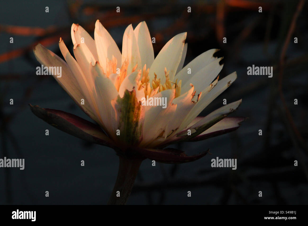 Water lily in full bloom at sunset Stock Photo