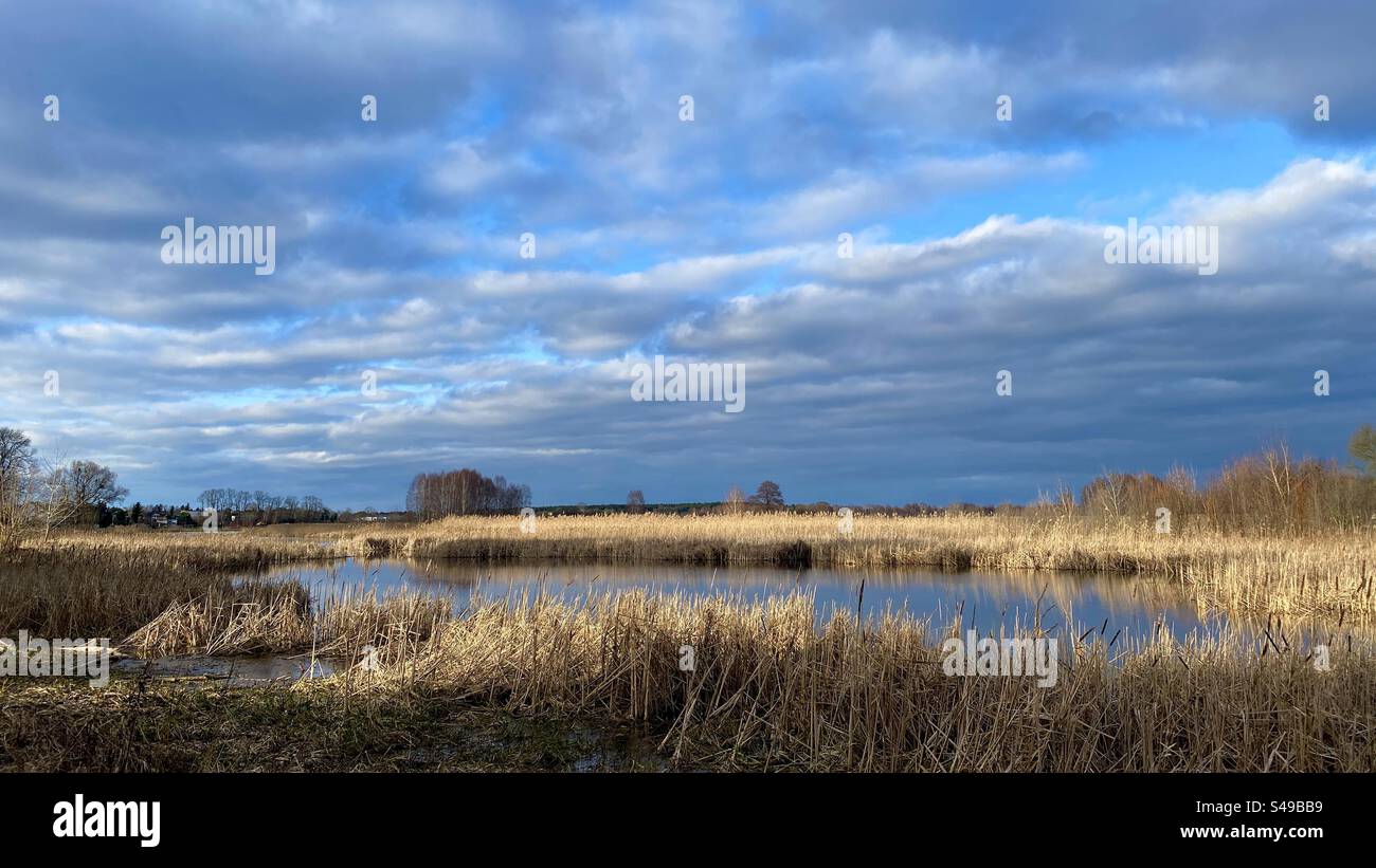 A lake surrounded by reeds - Smartphone Captured Stock Image