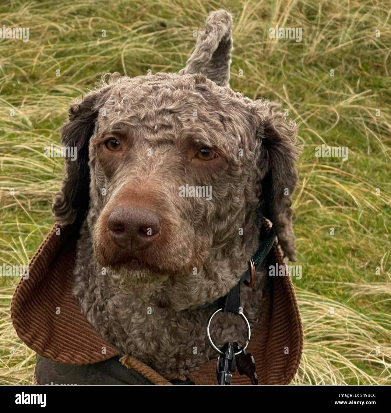 Spanish waterdog wearing winter coat. Stock Photo