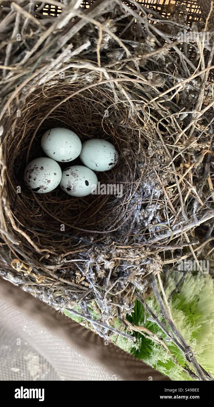 Bird beast with eggs in barn - Smartphone Captured Stock Image Bird beast with eggs in barn - Smartphone Captured Stock Image