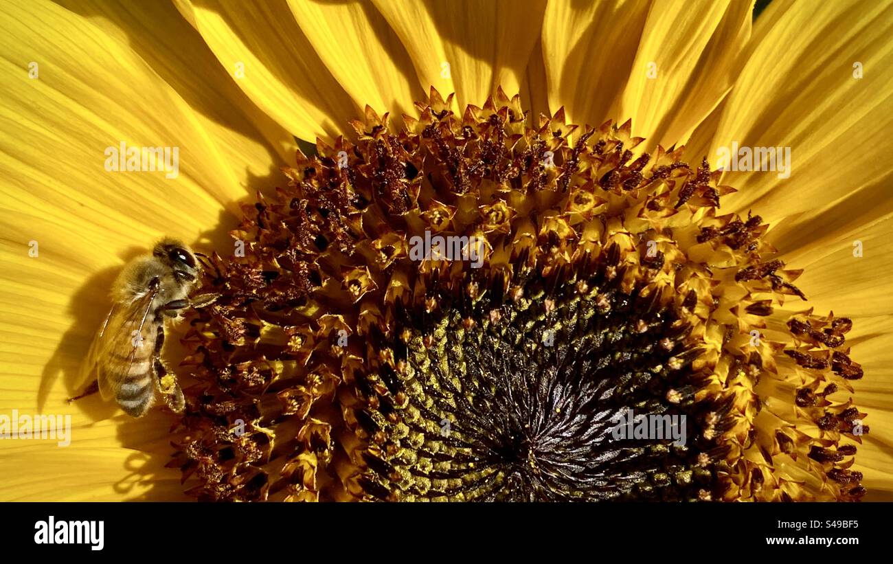A bee gathers pollen from a sunflower - Smartphone Captured Stock Image