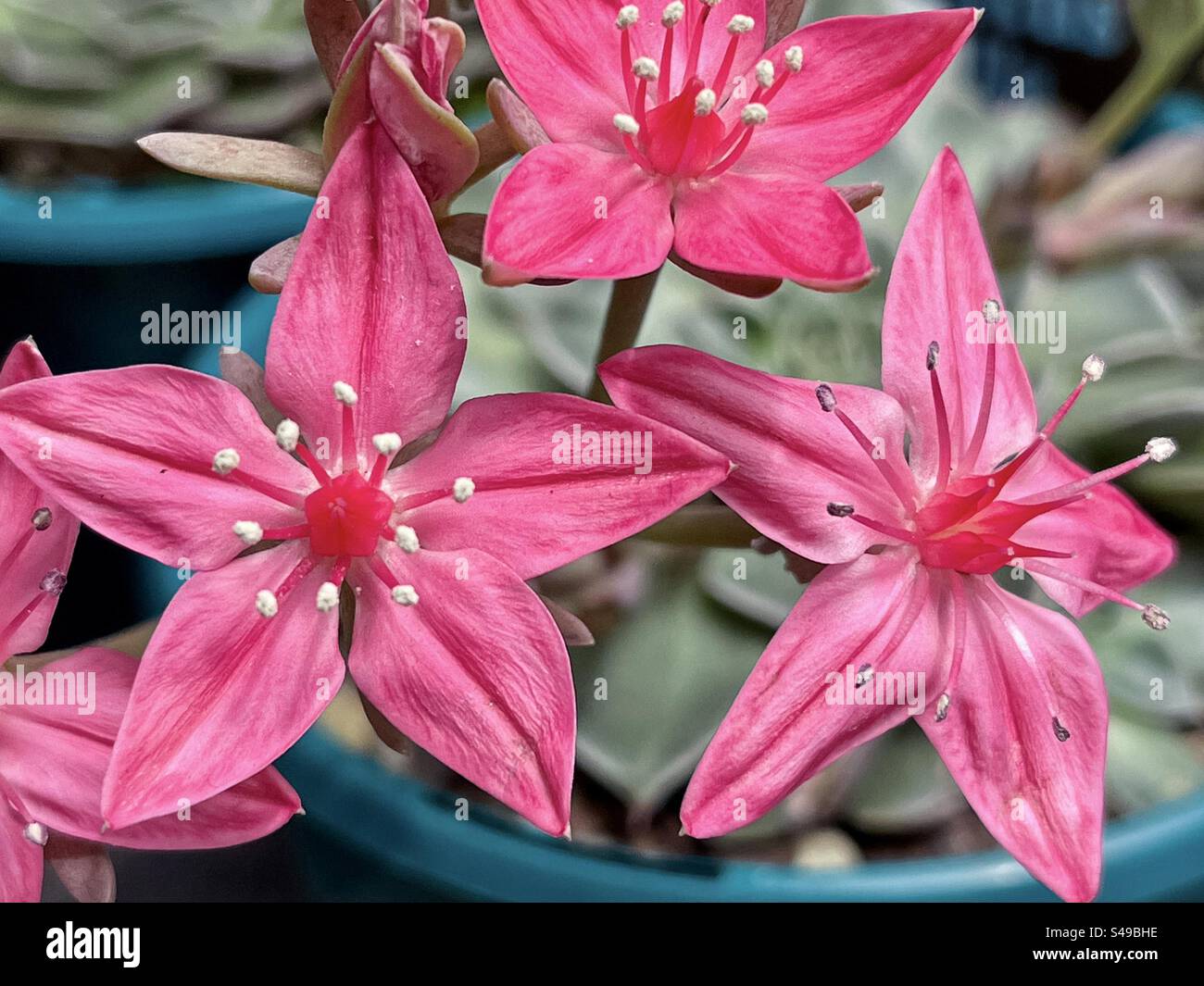 Close-up of pink, star shaped Chihuahua flowers of Graptopetalum bellum, a succulent plant. Focus on foreground. Botany. - Smartphone Captured Stock Image