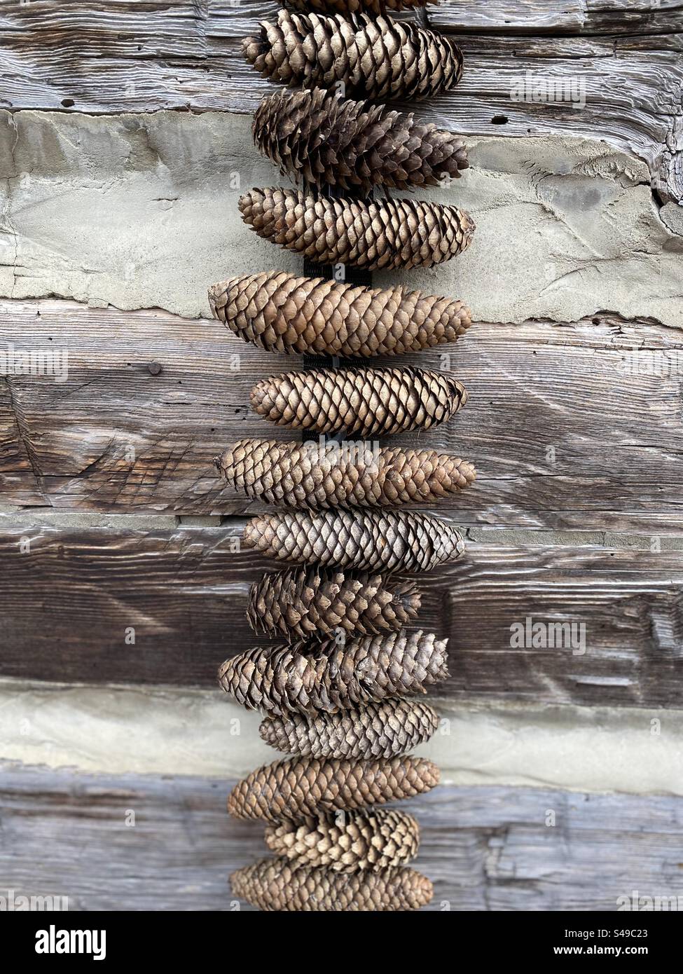 Pinecones hang on a log cabin as decoration. Stock Photo