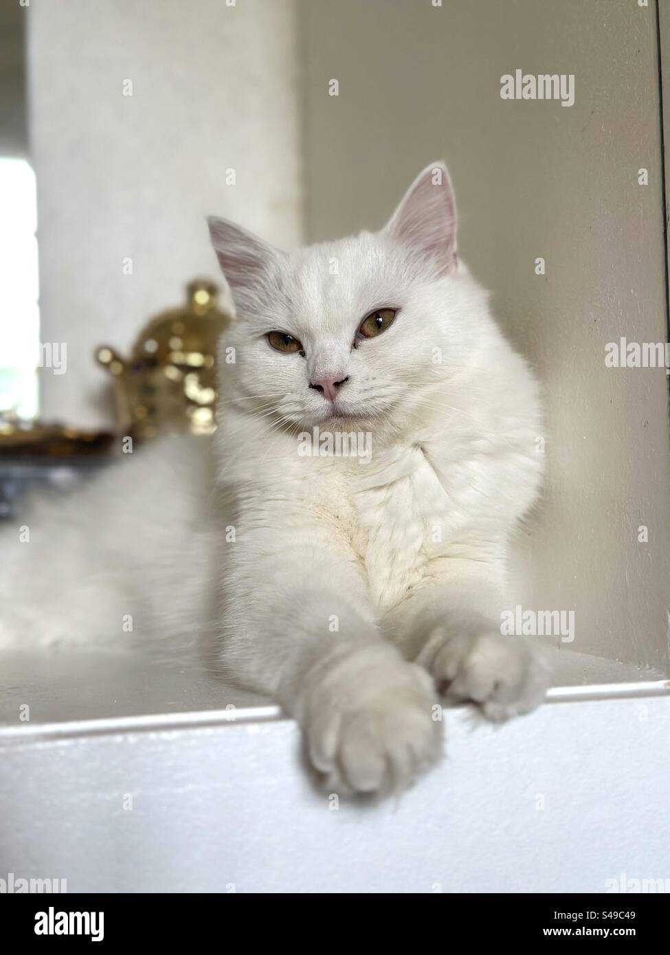 Elegant white turkish angora persian cat Stock Photo