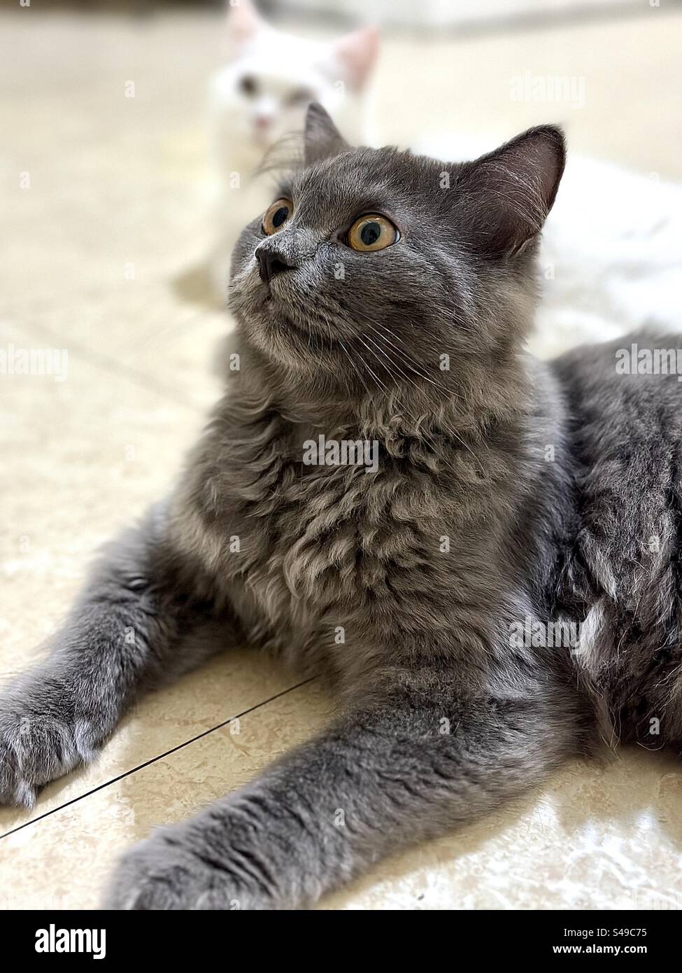 Blue persian cat with white persian on the floor Stock Photo Alamy