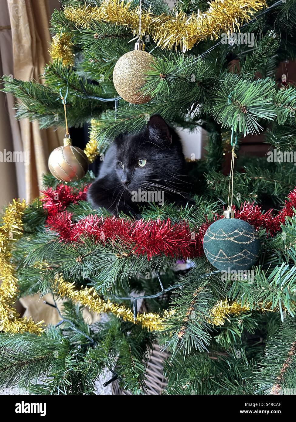Cat xmas hires stock photography and images Alamy