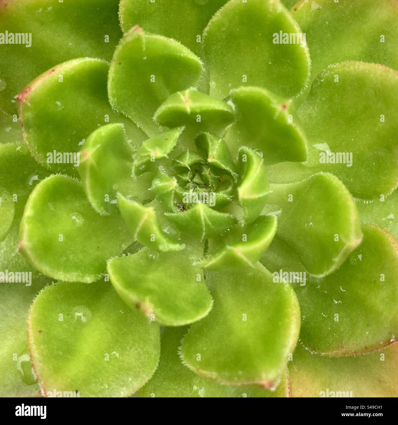 Close up of green aeonium succulent Stock Photo