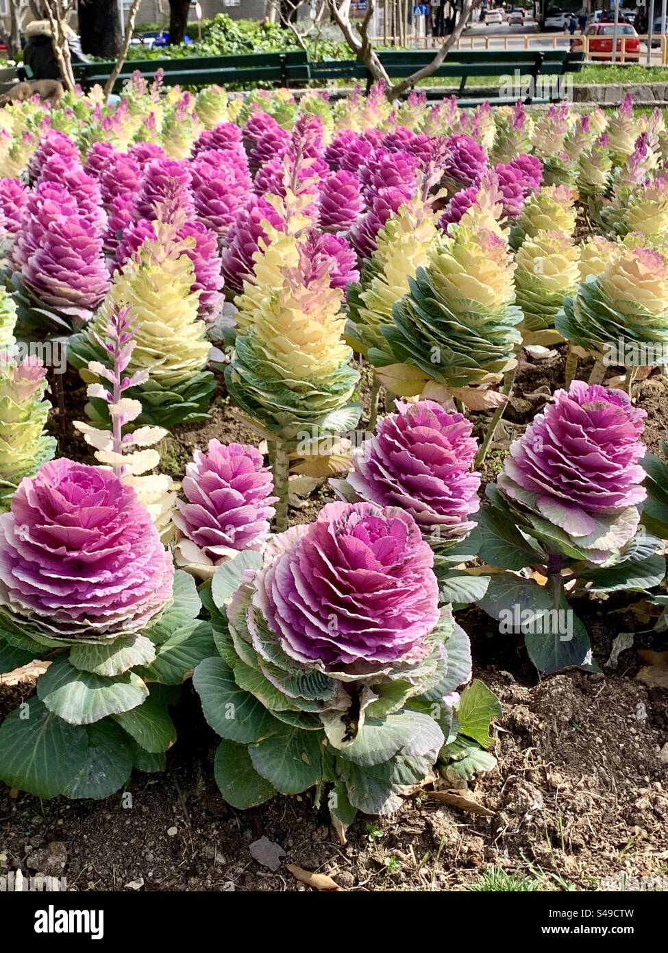 Blossoms of Zadar Vibrant purple and yellow flowers adding a burst of