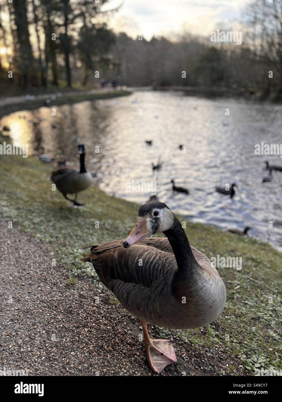 Geese on the bank of a pond during winter - Smartphone Captured Stock Image