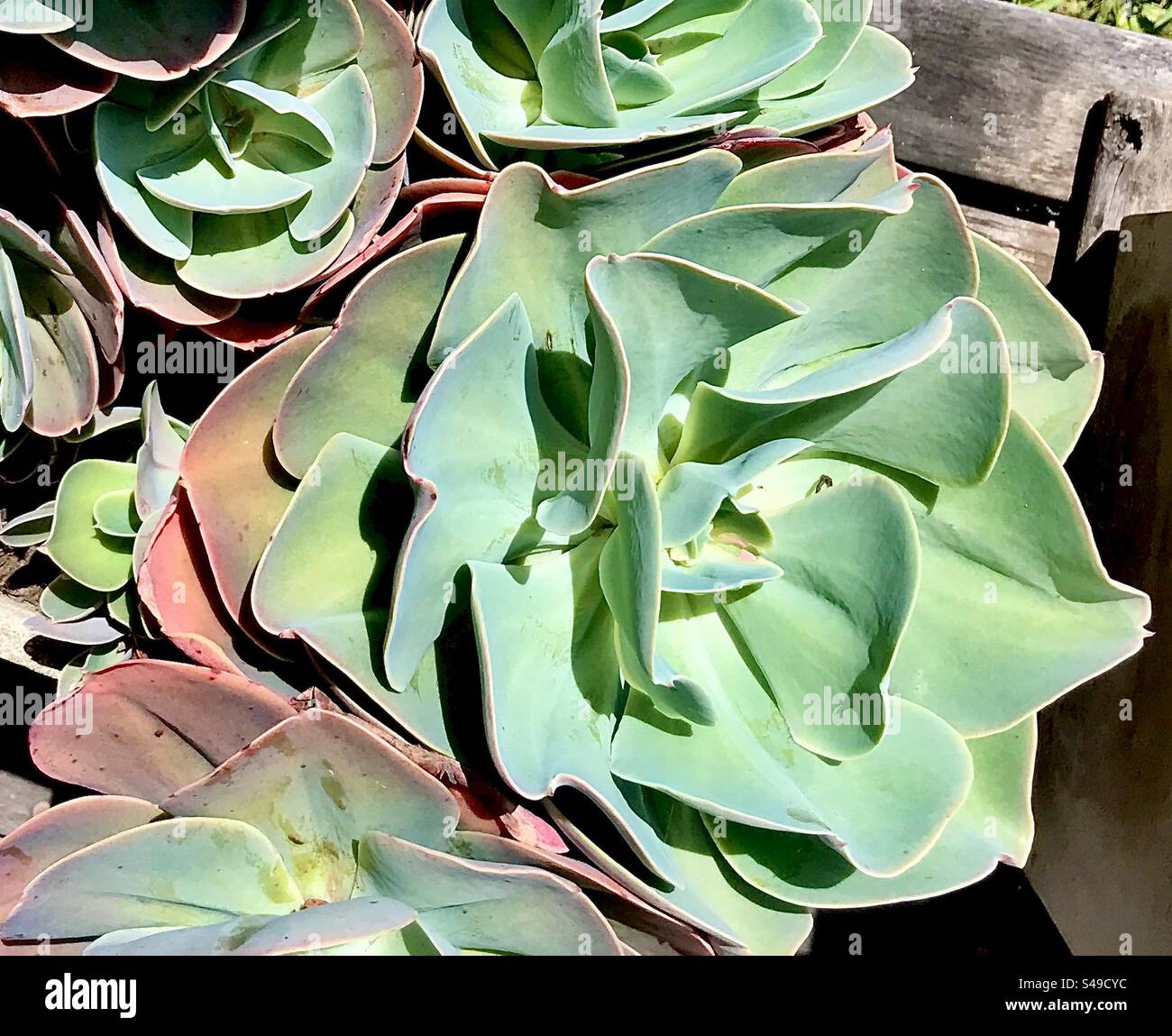 succulent green plant in spring - Smartphone Captured Stock Image