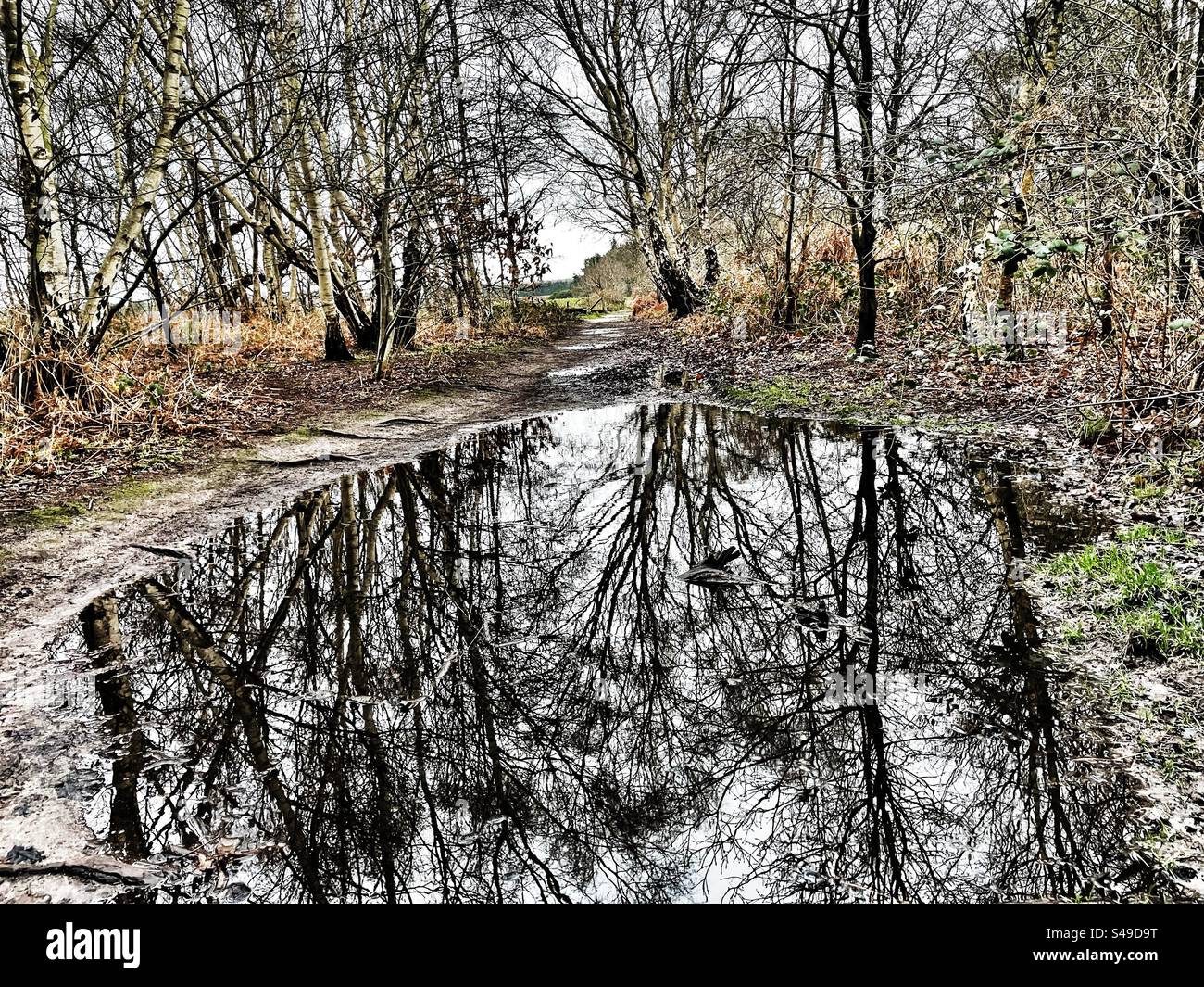 Aftermath of storm Henk - Smartphone Captured Stock Image