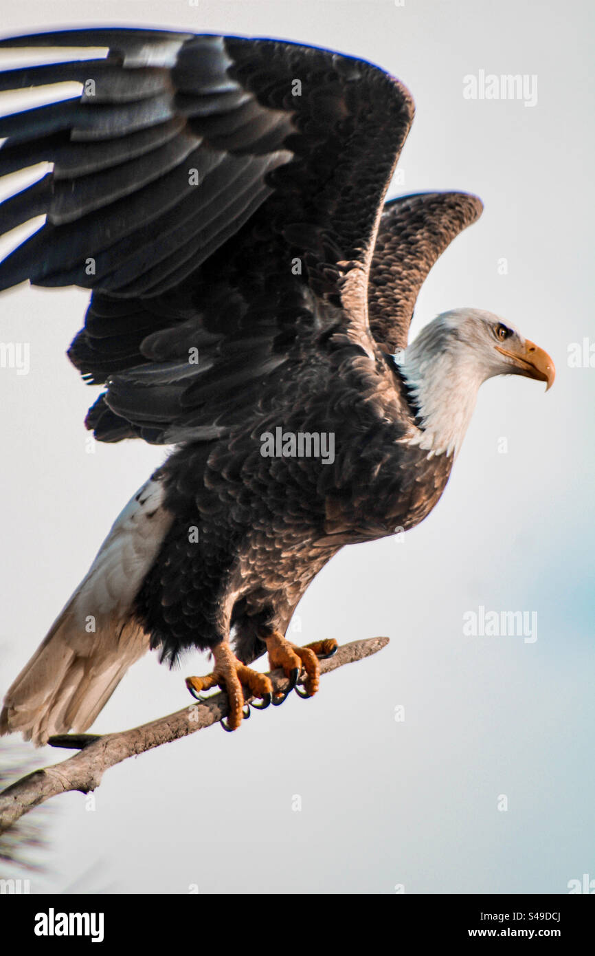 Eagle life hi-res stock photography and images - Alamy