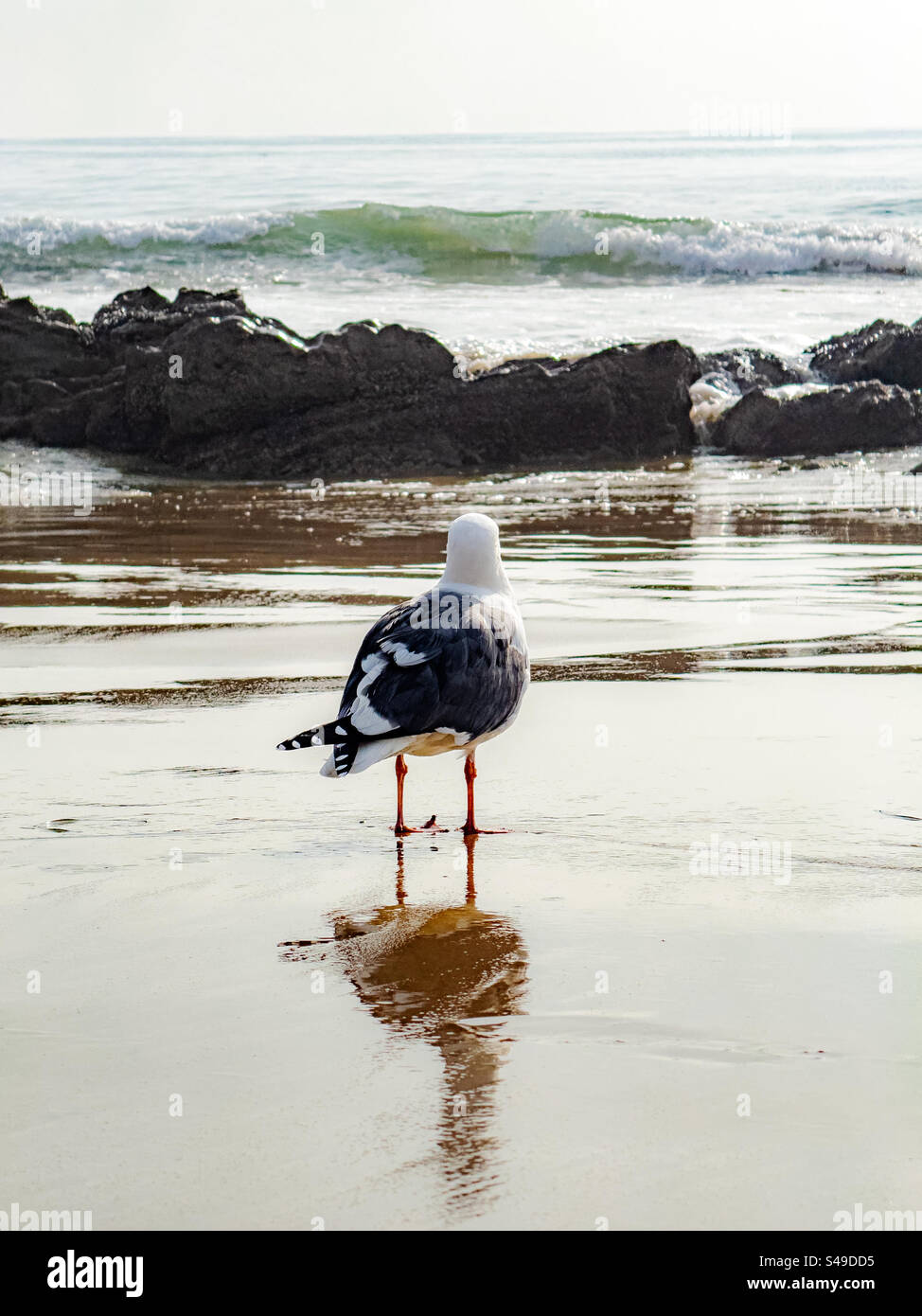 Low angle view of a seagull standing on a sandy beach looking at waves at the horizon - Smartphone Captured Stock Image