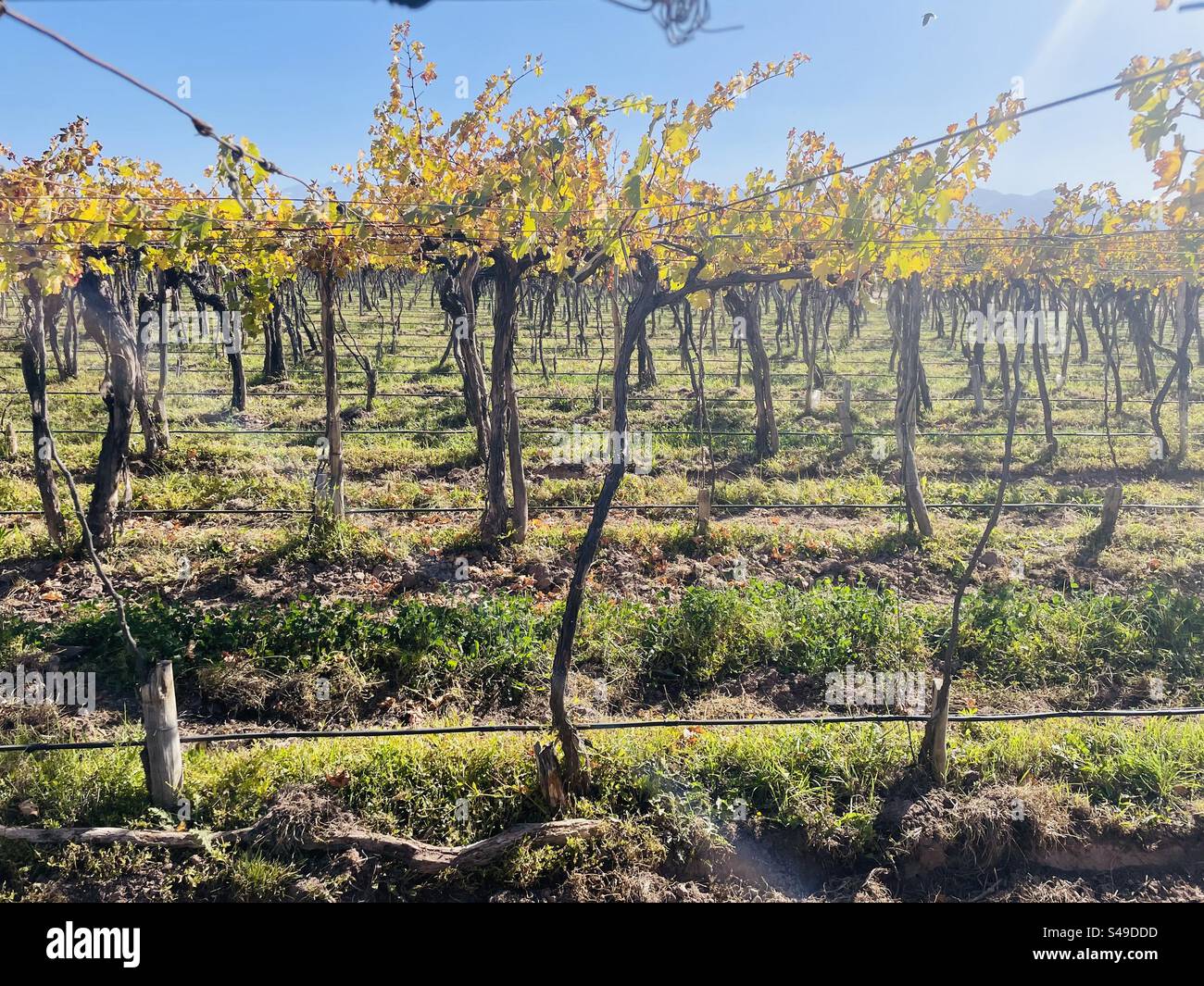 Vineyard in Mendoza, Argentina Stock Photo
