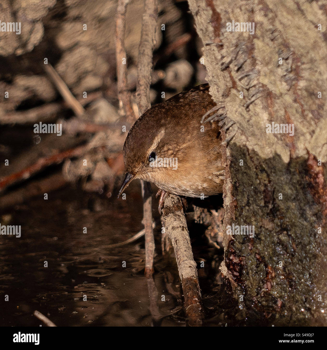 Wren bird - Smartphone Captured Stock Image